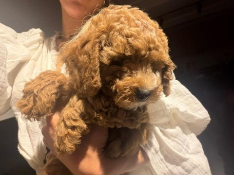 Toy poodle yavrular ırk sağlık garantili