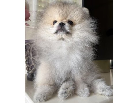 Pomeranian boo köpeği