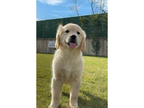 Baby face golden retriever yavruları