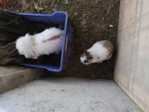 Cüce ve lop melezi yavrular