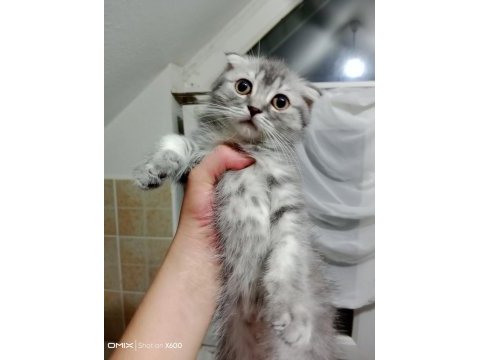 Tatlış ponçik scottish fold silver
