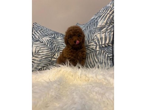 Toy poodle dişi yavru