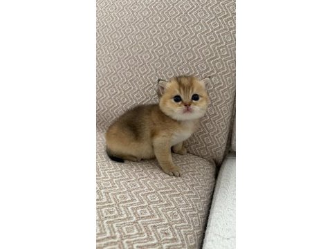 Dişi golden british shorthair bebekler