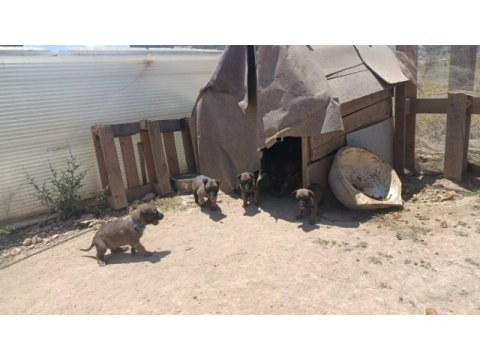 45 günlük belçika malinois ırkı