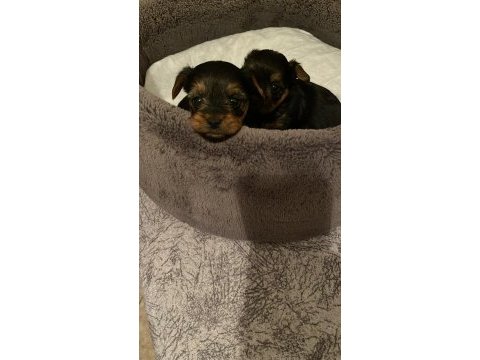 Safkan tüy dökmez koku alerji yapmaz yorkshire terrier