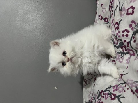 İran persian yavrularımıza yuva arıyoruz