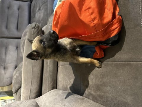 Belçika malinois safkan