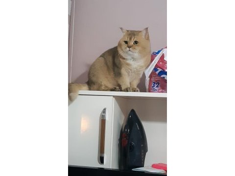 Orjinal safkan golden black british shorthair baskın erkek