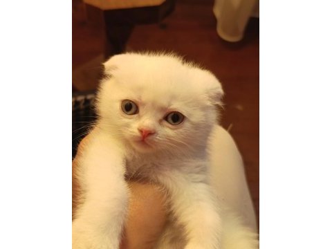 2 aylık scottish fold dişi kedimi sahiplendiriyorum