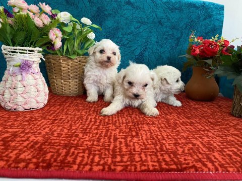 Sevimli bebekler maltese