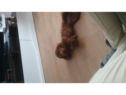 Dünya tatlısı toy poodle bebek