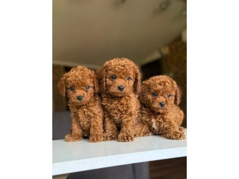 Orijinal toy poodle bebeklerimiz