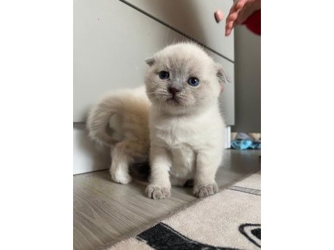British longhair ve scottish shorthair bluepoint yavrular