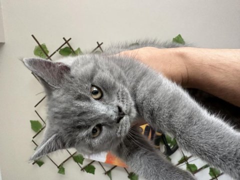 3 aylık dişi british shorthair