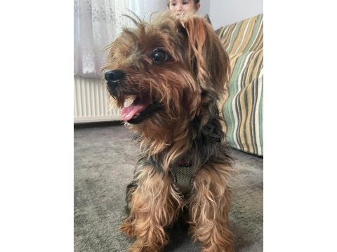 Yorkshire terrier pablo yuva arıyor