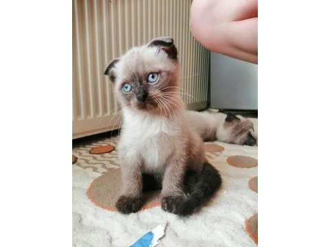 Minik yavrularima onlari çok sevecekyuva ariyorm