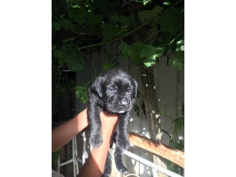 Cane corso yavrularımız