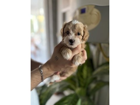Safkan ırk garantili maltipoo bebeklerim