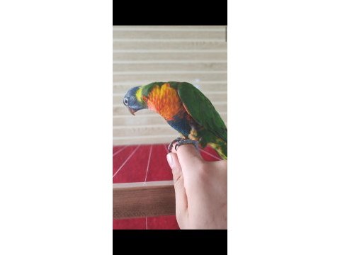 Bebek lori papağanları
