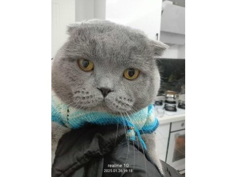 British shorthair yavru sütten kesildi