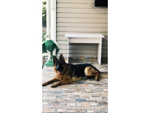 K9 güzel temiz bir eğitimli bir köpek alman kurdu