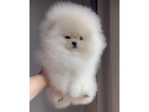 Irk ve sağlık garantili pomeranian boo yavrular