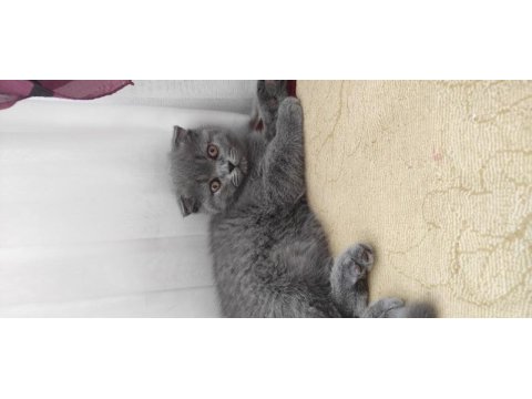 Scottish fold anne baba british