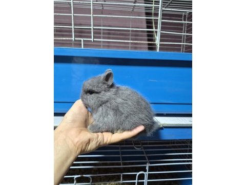 Orjinal cüce yavru tavşanlar