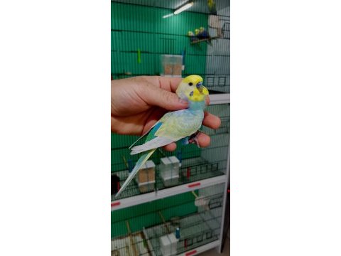Rainbow damızlık erkek muhabbet kuşları.