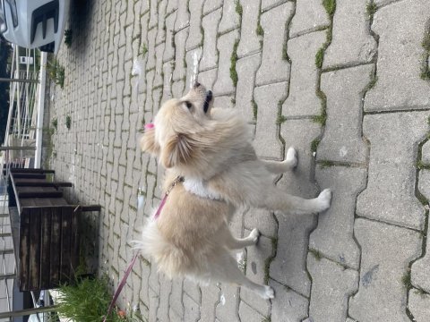 Köpegim 9 aylık bütün aşıları tam eğitimli