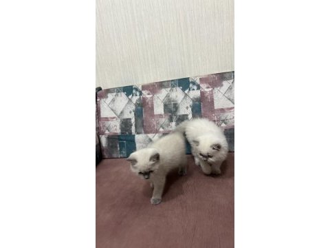 Kar topu yavru kediler aşırı uysal ve sevimliler