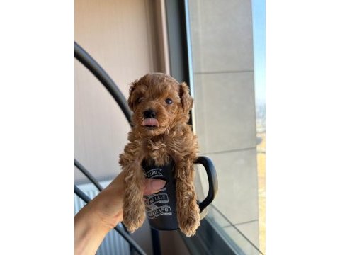 A kalite orijinal toy poodle
