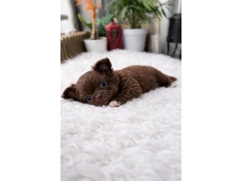 Çikolata wc eğitimli mini boy chihuahua