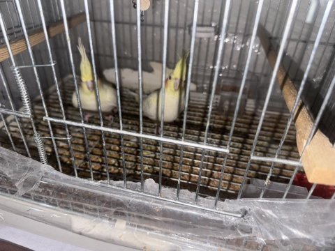 2 adet lutino kırmızı göz sultan papağanı