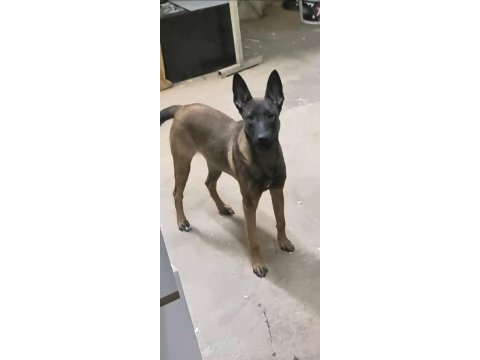 Yavru belçika malinois belçika kurdu