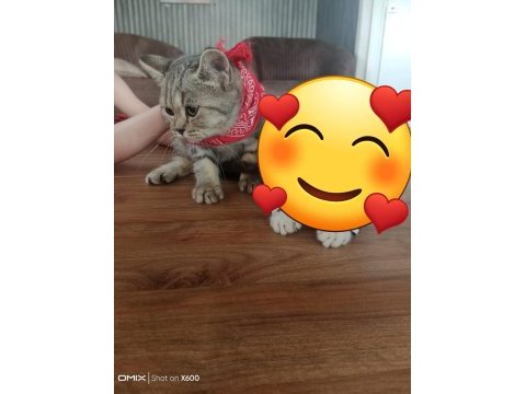 British shorthair yavrularım