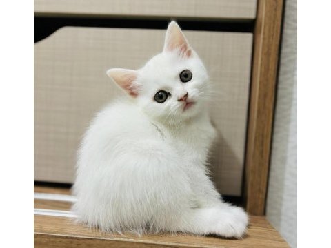 Dişi british shorthair bebekler