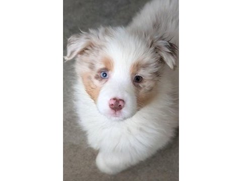 Çok iyi border collie yavruları istanbul