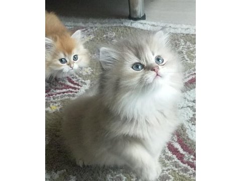 British longhair yavrularımız yeni ailelerine gitmeye hazır