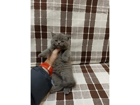 Gri koca kafalı yavru british shorthair