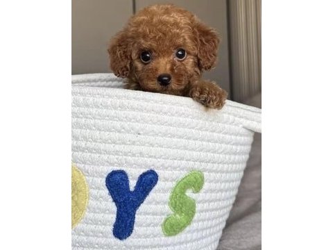 Toy poodle minyatür