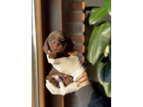 Chocolate tan ve chocolate merle dachshund yavruları
