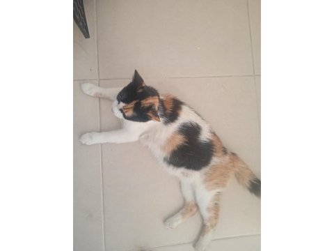 Acil yuva kedilere