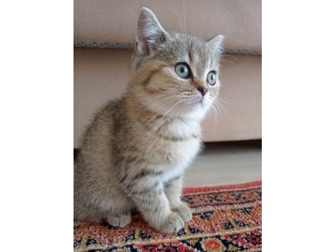 Yeni yavrumuz evine gitmeye hazır british shorthair