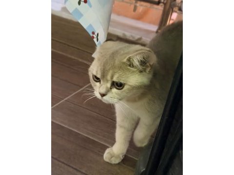 British shorthair ücretsiz sahiplendirme