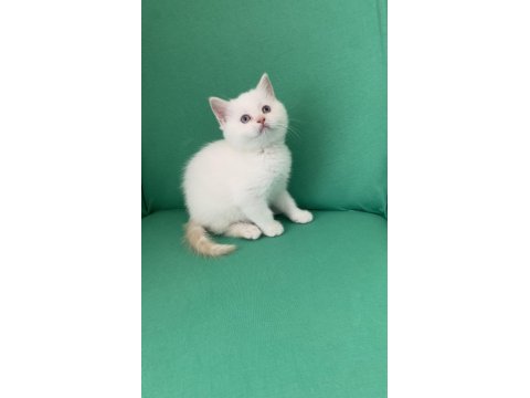 Safkan british shorthair bebeklerim