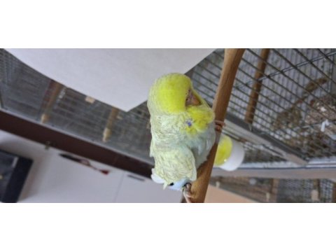 Show jumbo muhabbet kuşu yavruları