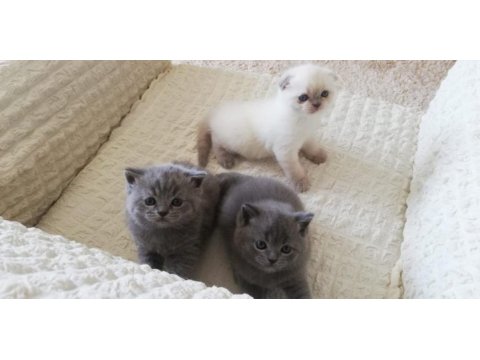 Scottish fold kedim