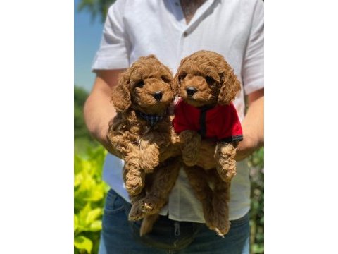 Çiftliğimizden toy poodle bebekleri