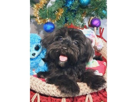 Siyah inci maltipoo  prenses 